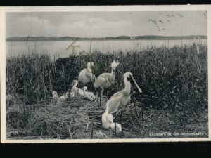 Texel - Lepelaars op de broedplaats [001-4135