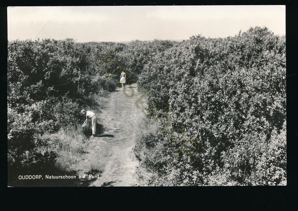 KRST001-4155_0.jpg Ouddorp - Natuurreservaat aan de Punt [001-4155
