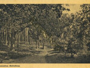 Holterberg - Dennenbos [001-4877