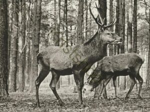Edelherten op de Veluwe [001-4917