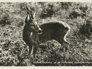 Holten - Reebokje [001-4965