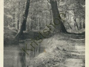 Winterswijk - Natuurreservaat Buskersbos [001-5075