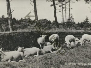 Texel - schapen op een zomerse dag [001-5417