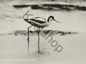 Texel - Kluut in karakteristieke houding [001-5418