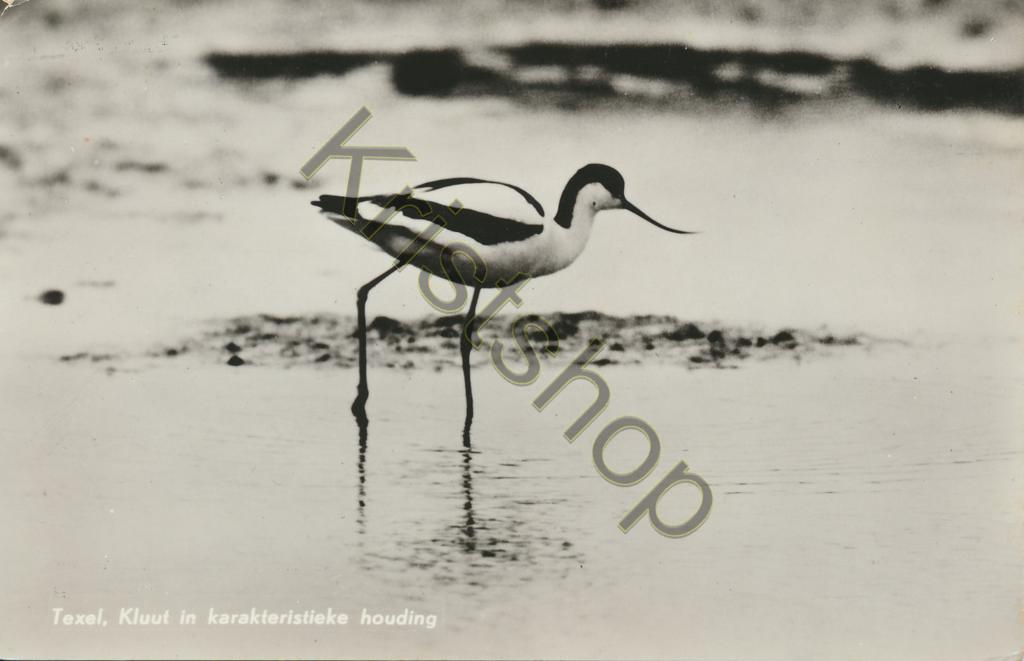KRST001-5418_0.jpg Texel - Kluut in karakteristieke houding [001-5418