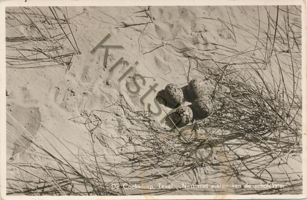 KRST001-5474_0.jpg Texel - De Cocksdorp - Nest van de scholekster [001-5474