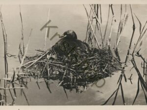 Texel - Dodaars op het nest [001-5593