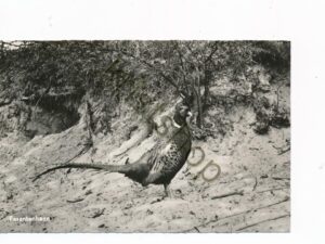 Fasantenhaan - Jac Drenth [001-6106
