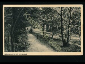 De Veluwe - Berkenlaantje [002-0029