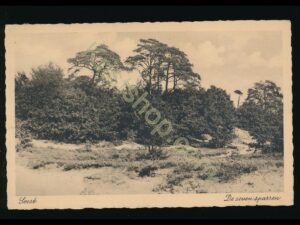 Soest - De zeven sparren [002-0036