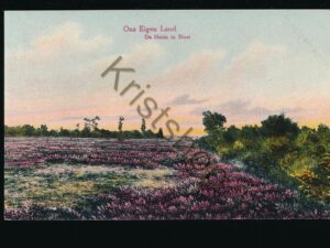 ?Ons ?Eigen Land - De Heide in Bloei [002-0637