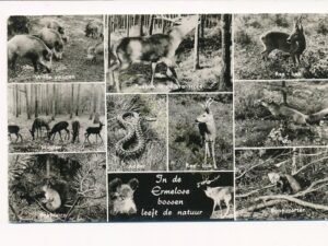 Ermelo - Natuur [002-1853