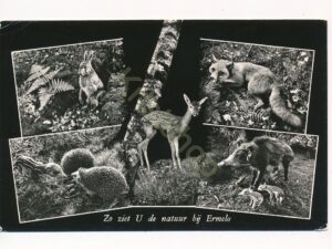 Ermelo - Natuur [002-1856