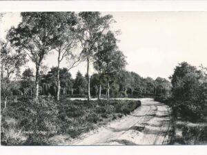 Ermelo - Bosgezicht [002-1863