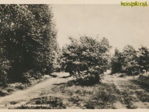 Drouwenerzand [002-2117