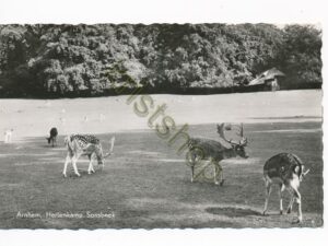 Arnhem - Sonsbeek - Hertenkamp [002-2266