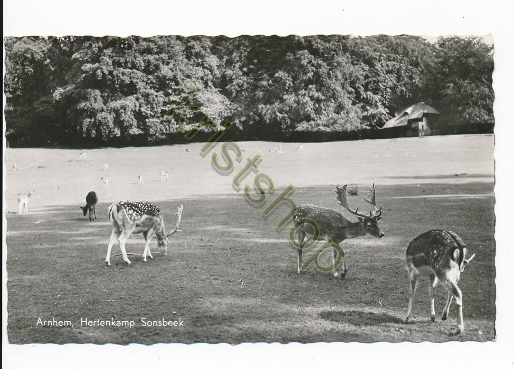 KRST002-2266_0.jpg Arnhem - Sonsbeek - Hertenkamp [002-2266