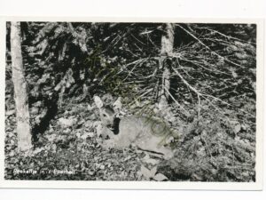 Eperdal - Reekalfje [002-2270