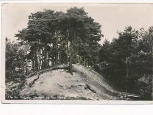 De Veluwe - Dennen op het Hoogt [002-2661