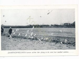 Amsterdam - C - Zwartkopmeeuwen achter den ploeg [002-2700