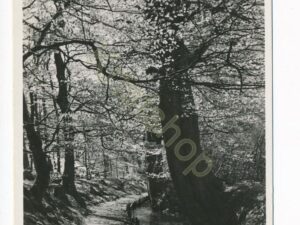 Velp -Voetpad langs de Beekhuizerbeek [002-2745
