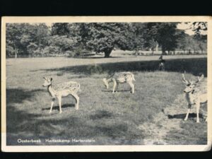 Oosterbeek - Hertenkamp Hartenstein [002-2840