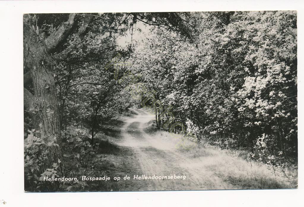 KRST002-2917_0.jpg Hellendoorn - Bospaadje op de Hellendoornseberg [002-2917