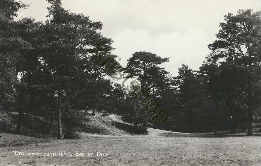 KRST002-3454_0.jpg Drouwenerzand - Bos en Duin [002-3454