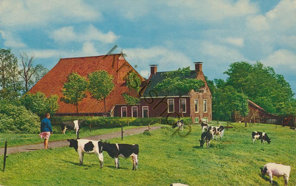 KRST002-3539_0.jpg Friesland - Kop-Halsboerderij [002-3539