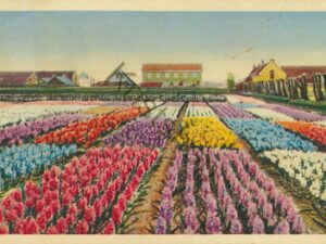 Hollandse Bloembollenvelden [002-3661