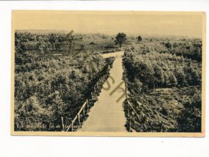 Epe - Bosgezicht bij de Haelberg [002-3911