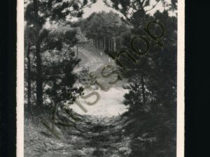 Texel - In de dennen [002-3951