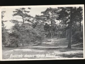 Ruisende Dennen op de Veluwe [002-4002