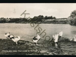 Oostvoorne en Rockanje - Tenella plas [002-4028