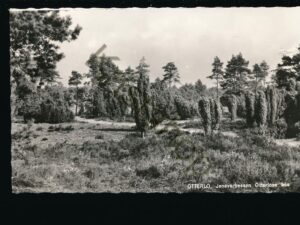 Otterlo - Jeneverbessen Otterlose Bos [002-4049