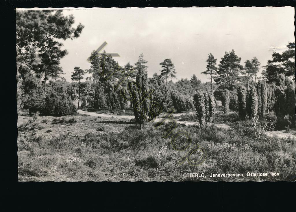 KRST002-4049_0.jpg Otterlo - Jeneverbessen Otterlose Bos [002-4049