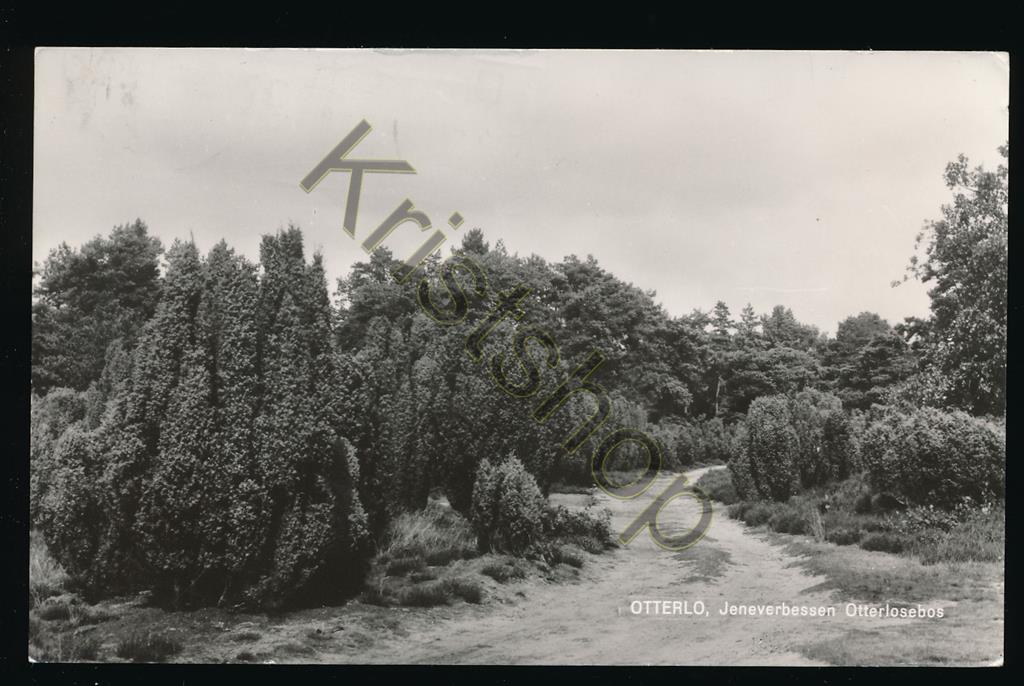 KRST002-4052_0.jpg Otterlo - Jeneverbessen Otterlose Bos [002-4052