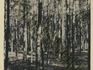 Hellendoorn - Boschgezicht [002-4432
