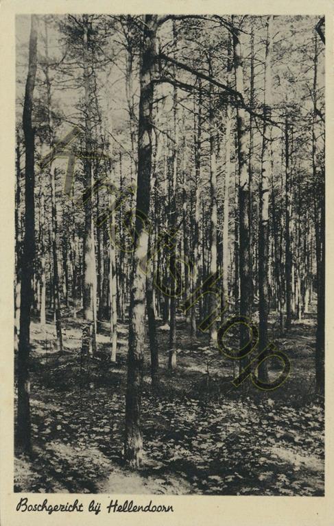 KRST002-4432_0.jpg Hellendoorn - Boschgezicht [002-4432