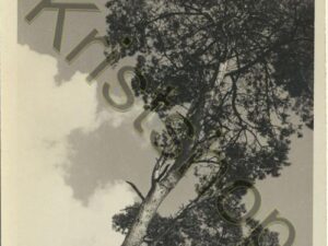 Denneboom in de wolken [002-5180