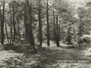 Hollandsche Rading - Bosgezicht [002-6331