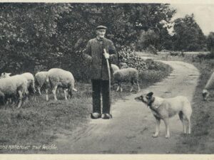 Schaapherder met kudde [002-6572
