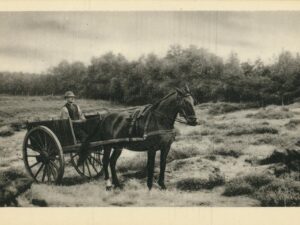 paard en wagen op de hollandse vlakte [002-7354