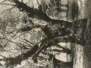 A Survivor of the Centurie-Epping forest [004-0850