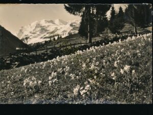 Kiental - Schlüsselblumenwiese in der Längschwendi [004-2873