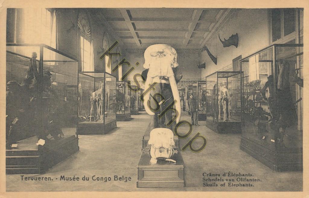 KRST004-3602_0.jpg Tervueren - Musée du Congo Belge - Crânes d'Élephants [004-3602