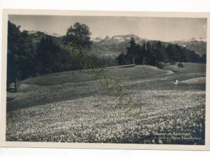 Champ de Narcisses et les Alpes Vandoises [004-6530