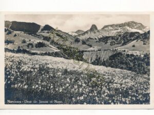 Narcisses - Dent de Jaman et Nave [004-6570