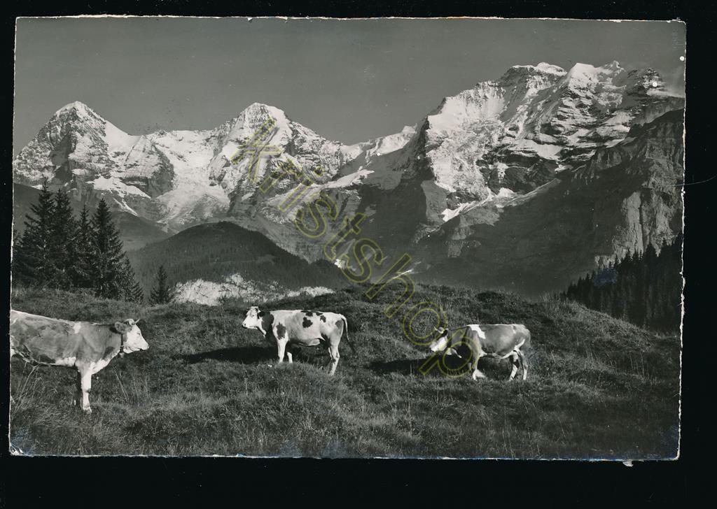 KRST004-6719_0.jpg Bei Mürren - Phot E Gyger Adelboden - [004-6719