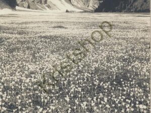 Flims - Bargis [005-0648